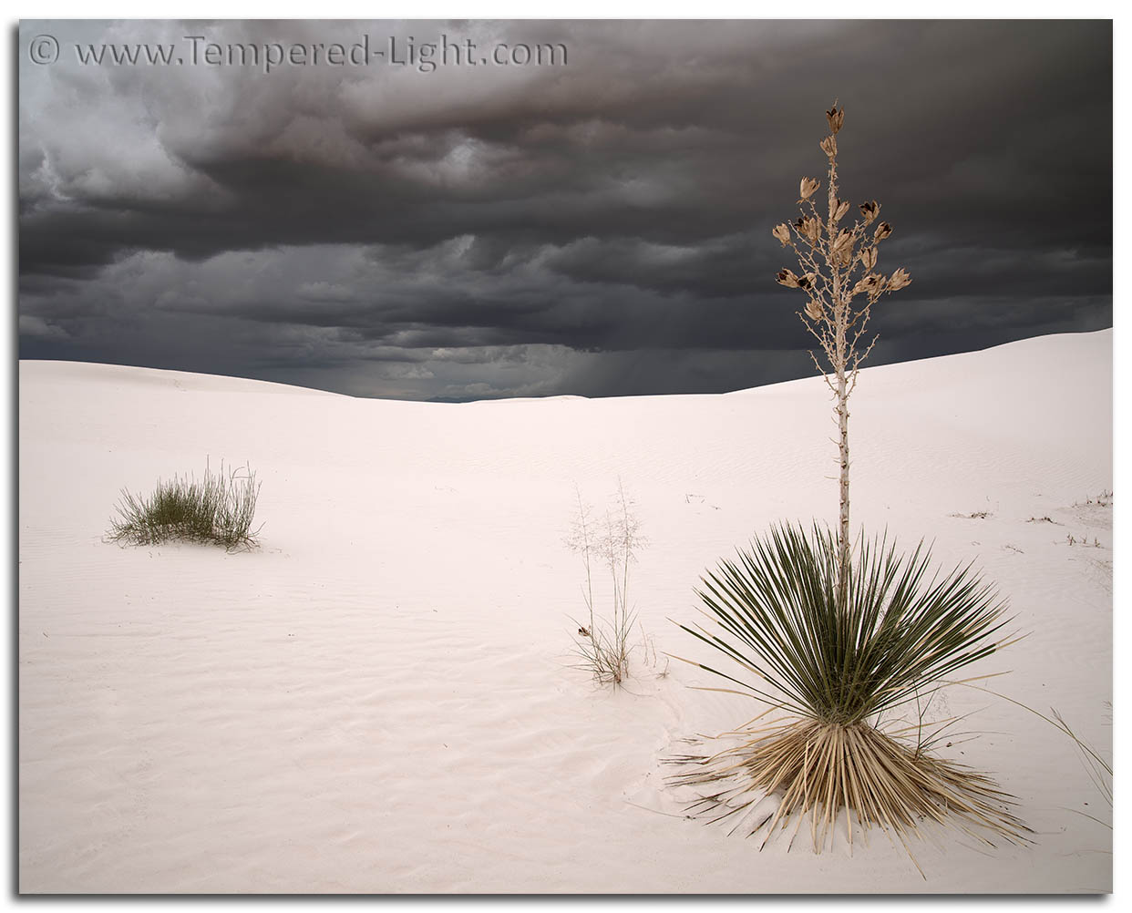 White Sands Yucca