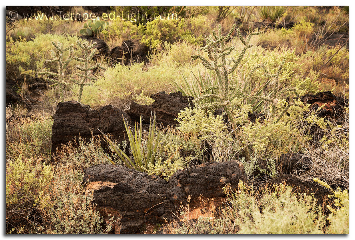 Valley of Fires Lava Flow