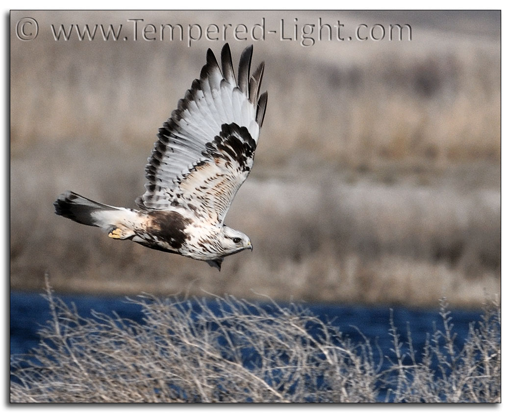 Rough-Legged Hawk