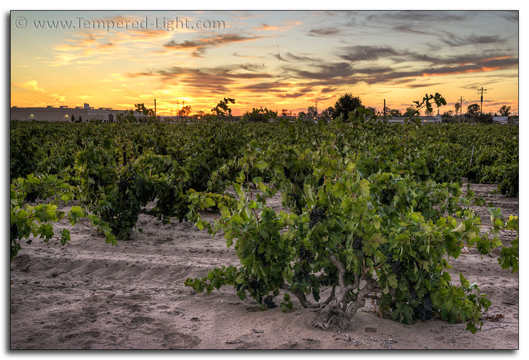 Evangelho Vineyard Harvest