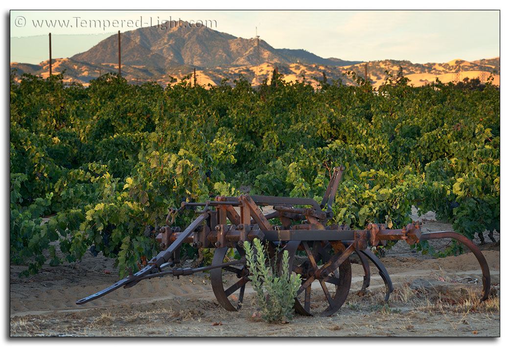 Evangelho Vineyard Harvest