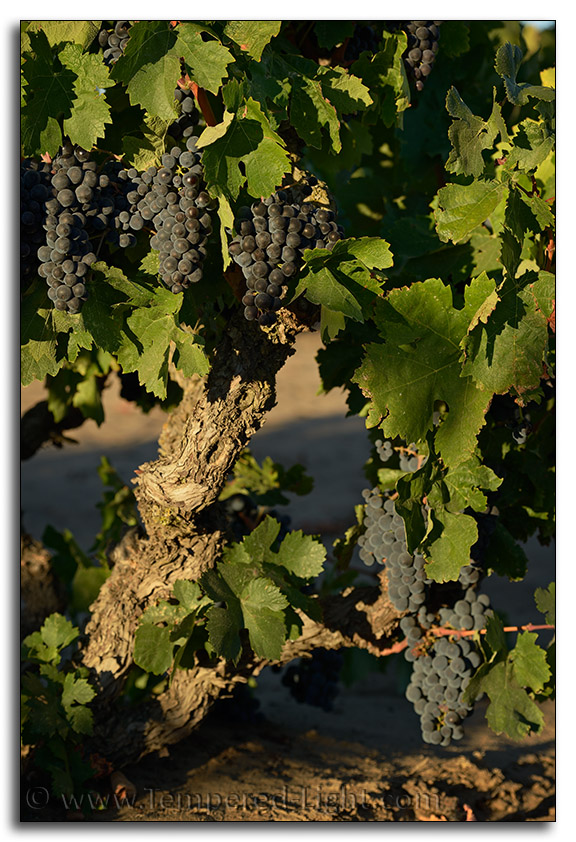 Evangelho Vineyard Harvest