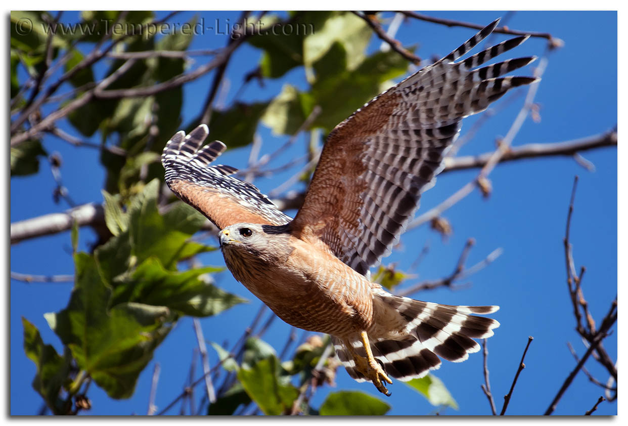 Red-Shouldered Hawk