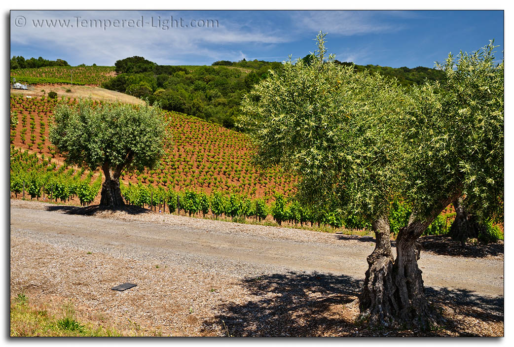 Fredericks (Weiss) 3