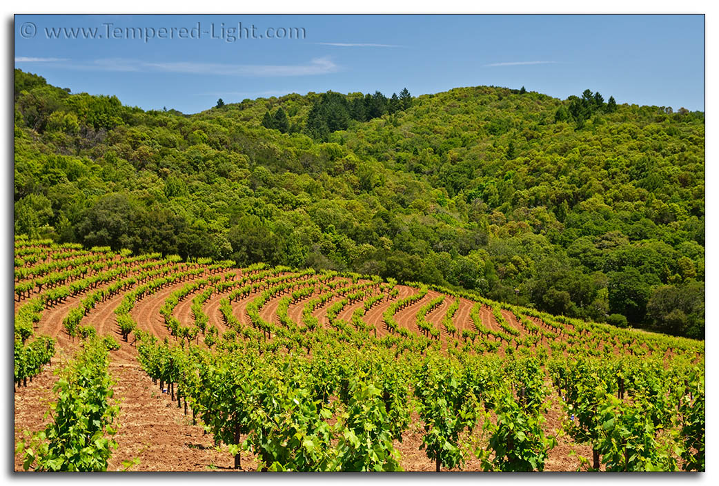 Fredericks (Weiss) 4