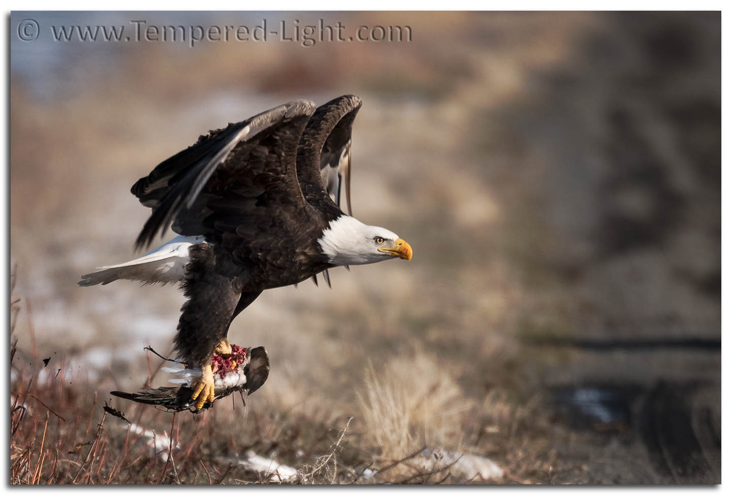 Bald Eagle