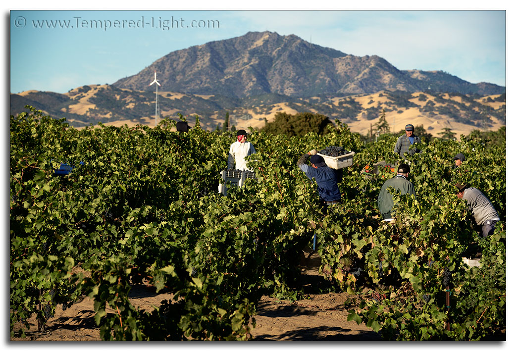 Evangelho Vineyard Harvest