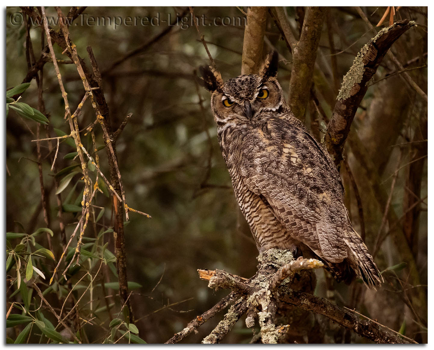 Great Horned Owl