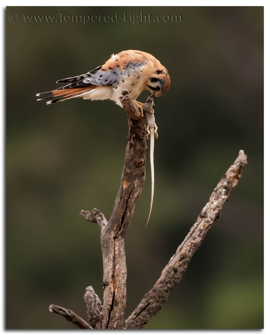 American Kestrel