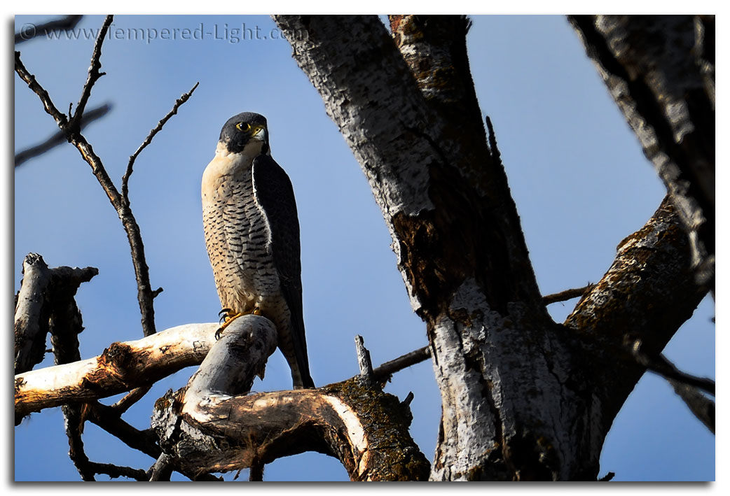 Peregrine Falcon