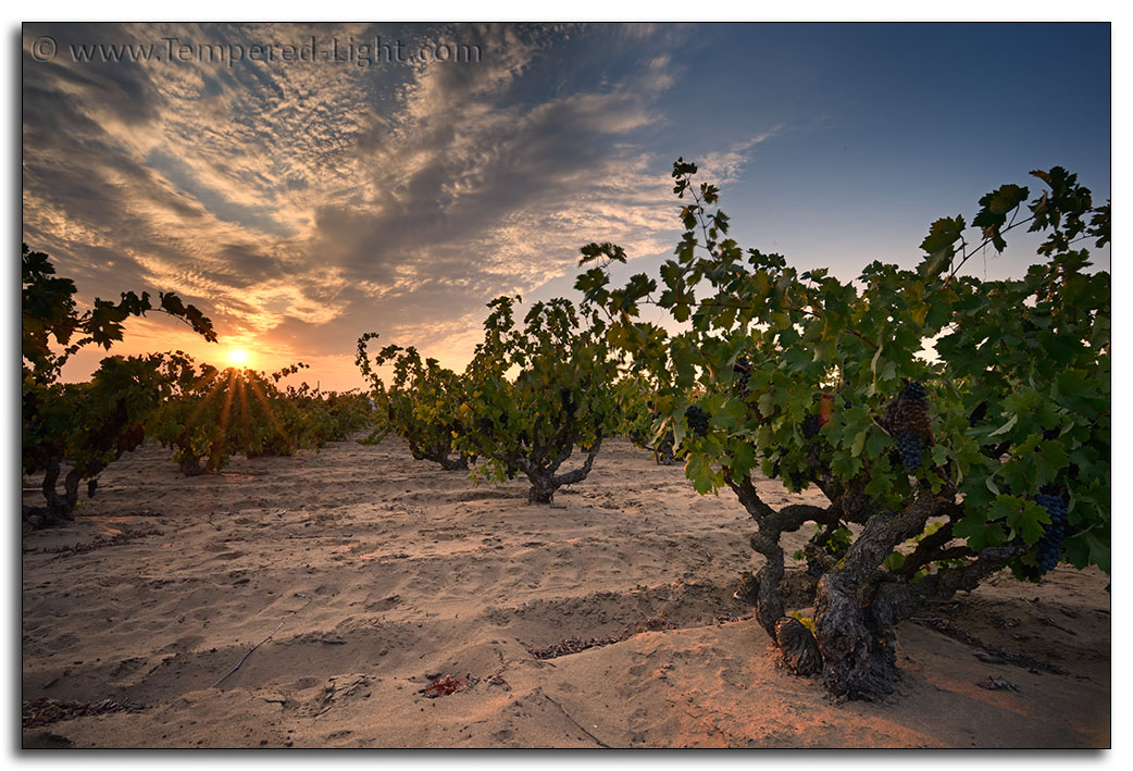 Evangelho Vineyard Harvest