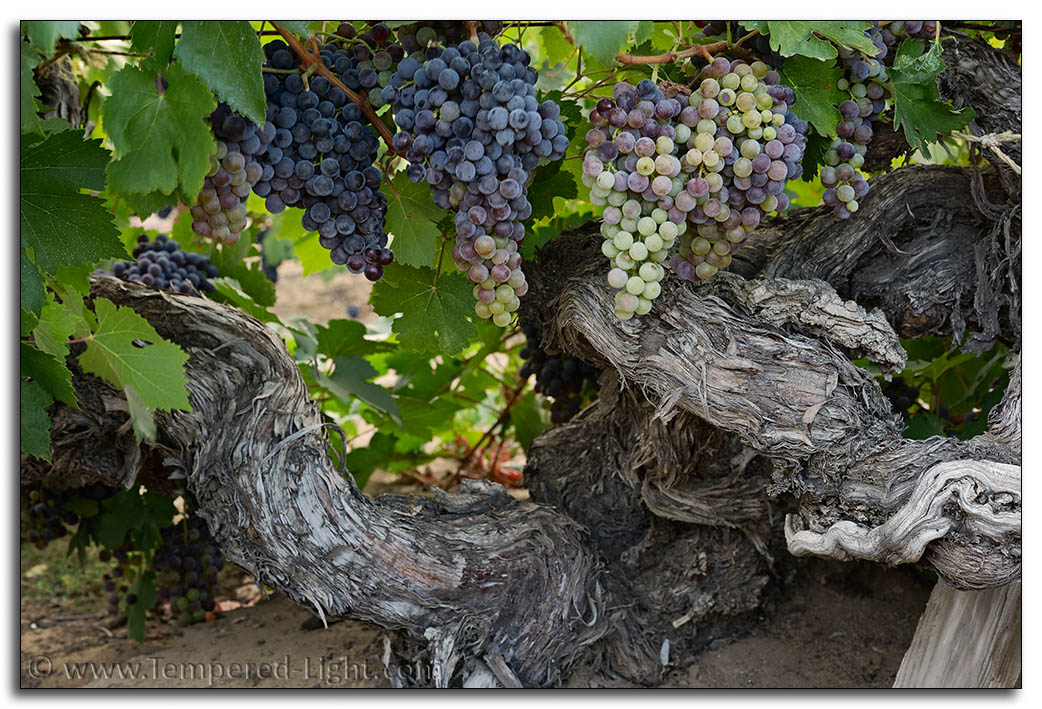 Evangelho Vineyard Harvest