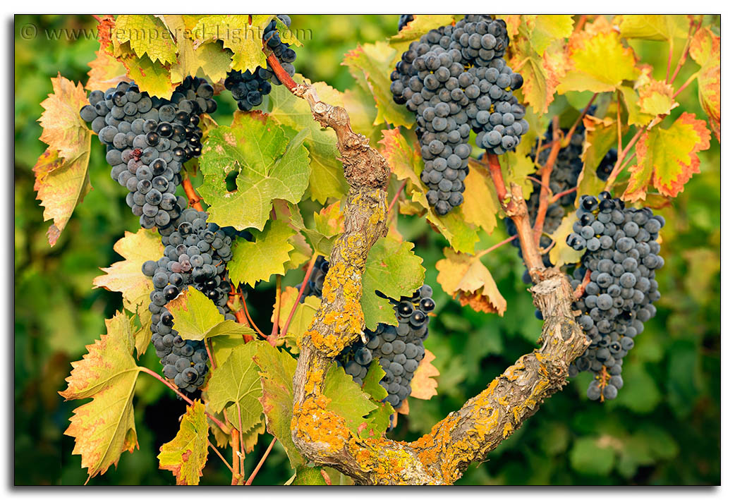 Evangelho Vineyard Harvest