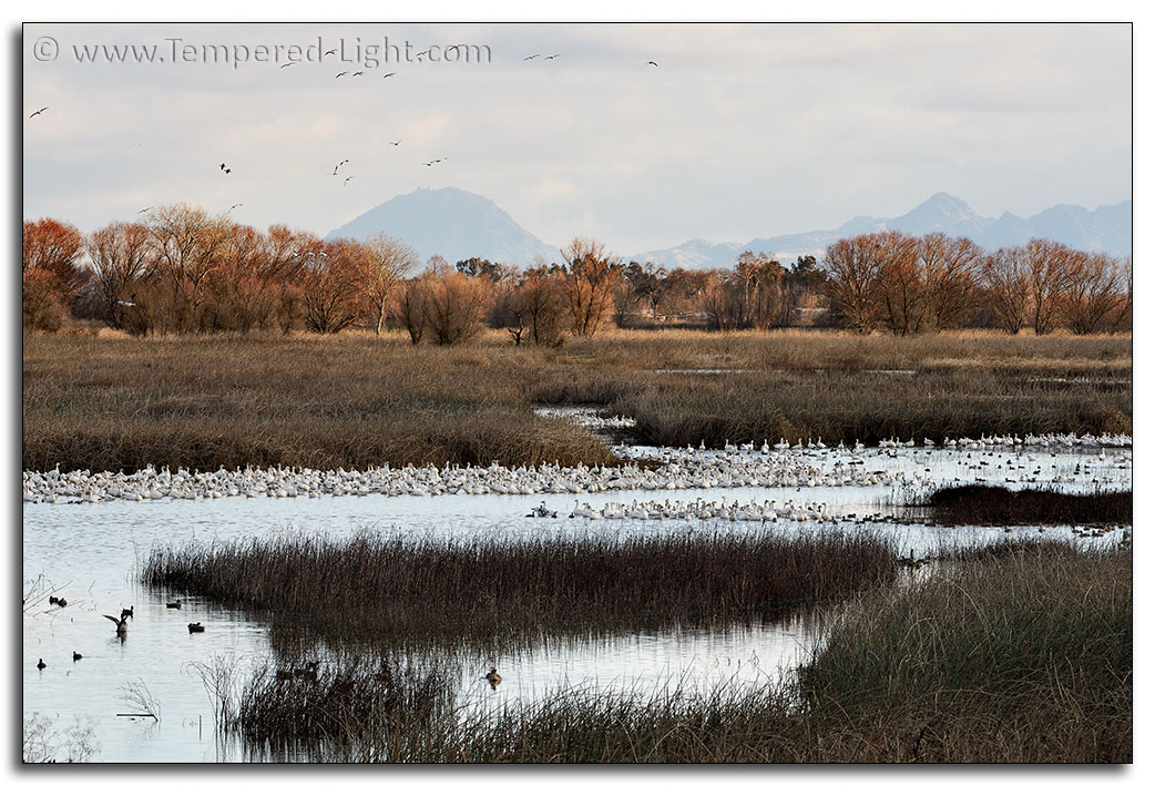 Sacramento NWR