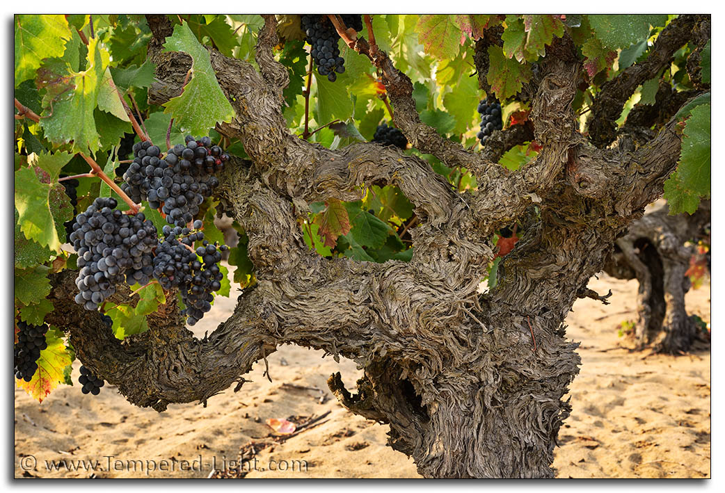 Evangelho Vineyard Harvest