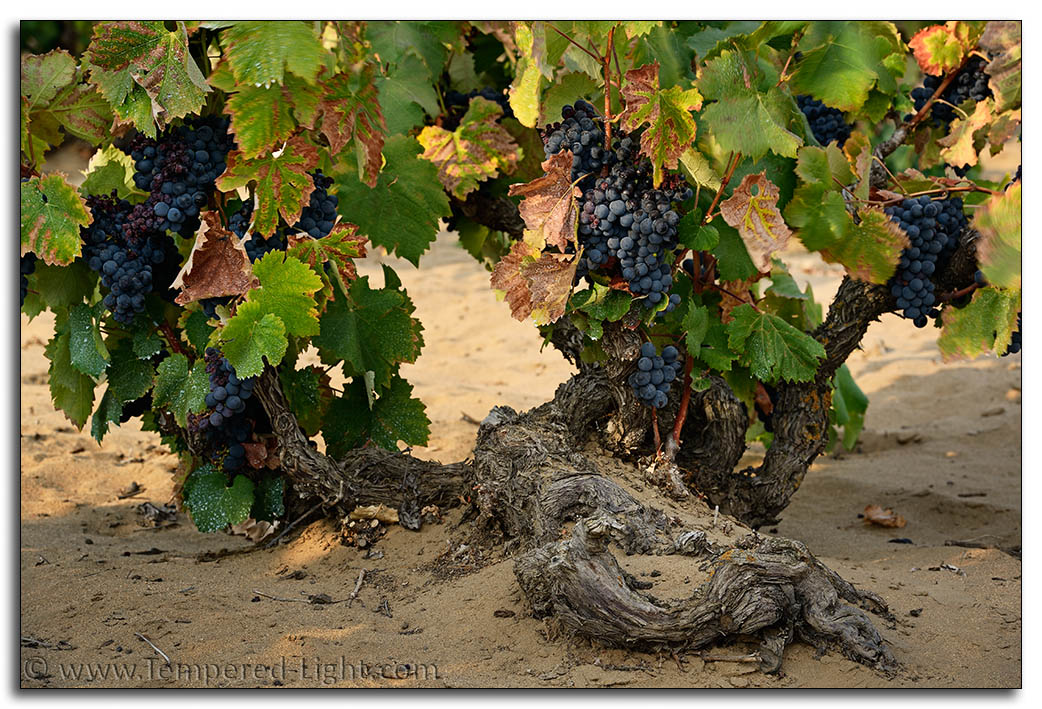 Evangelho Vineyard Harvest