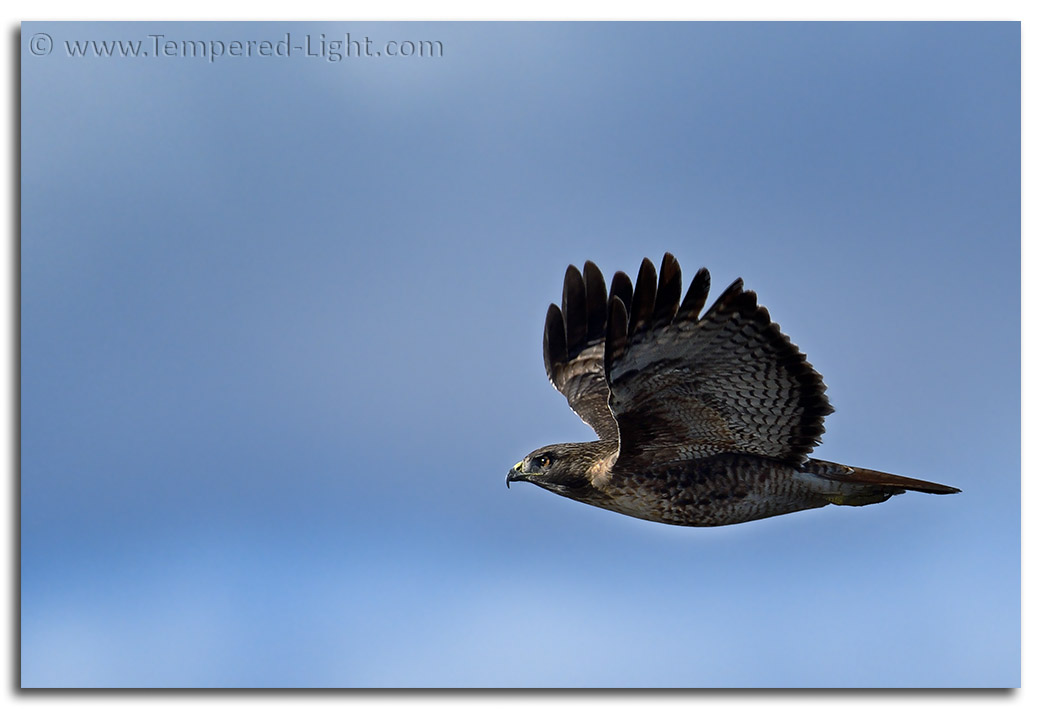 Red-Tailed Hawk