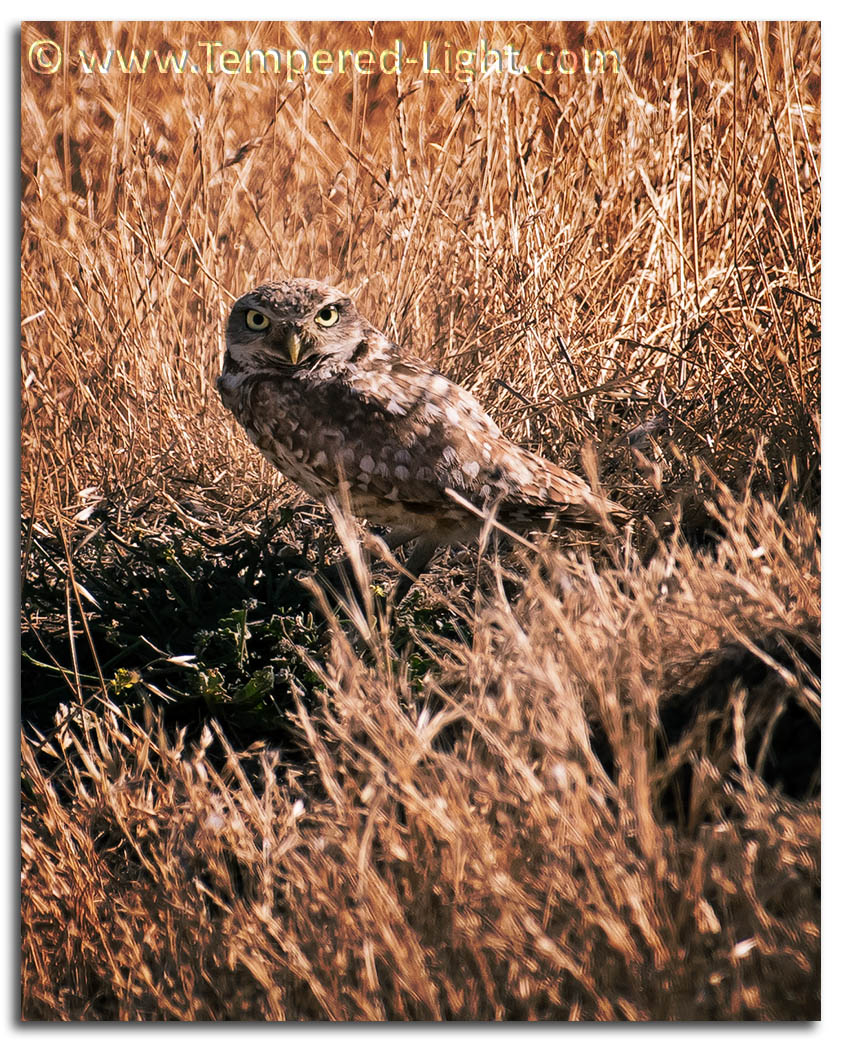 Burrowing Owl