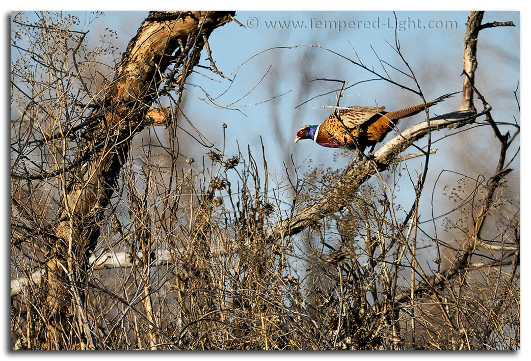 Ring-Necked Pheasant