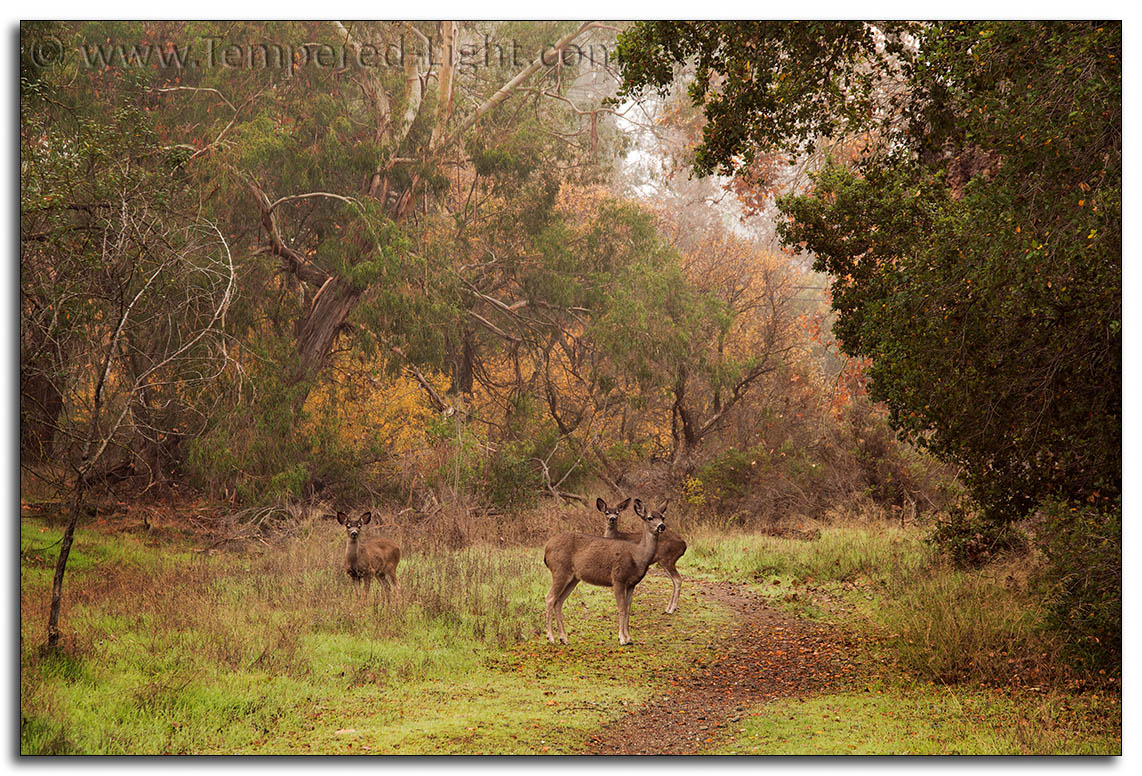 Deer on a Rainy Day