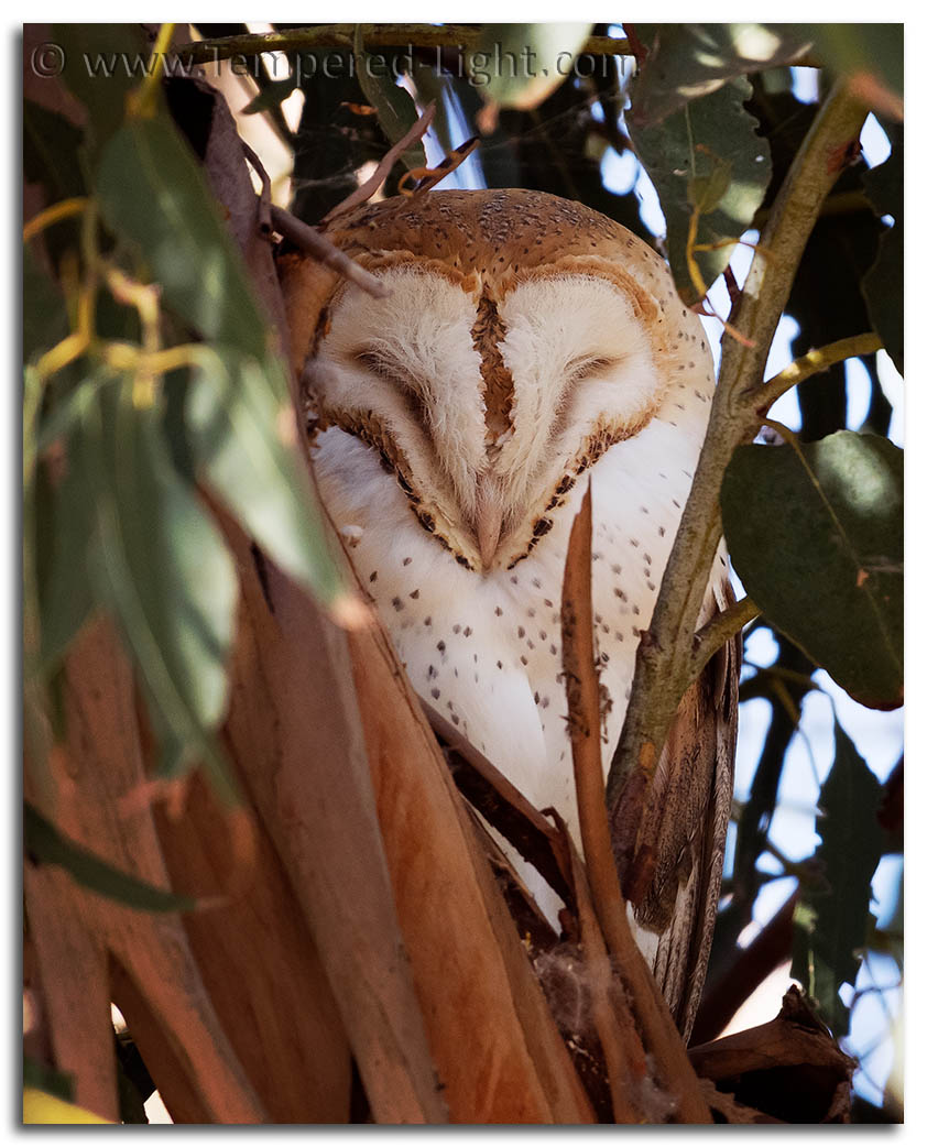 Barn Owl