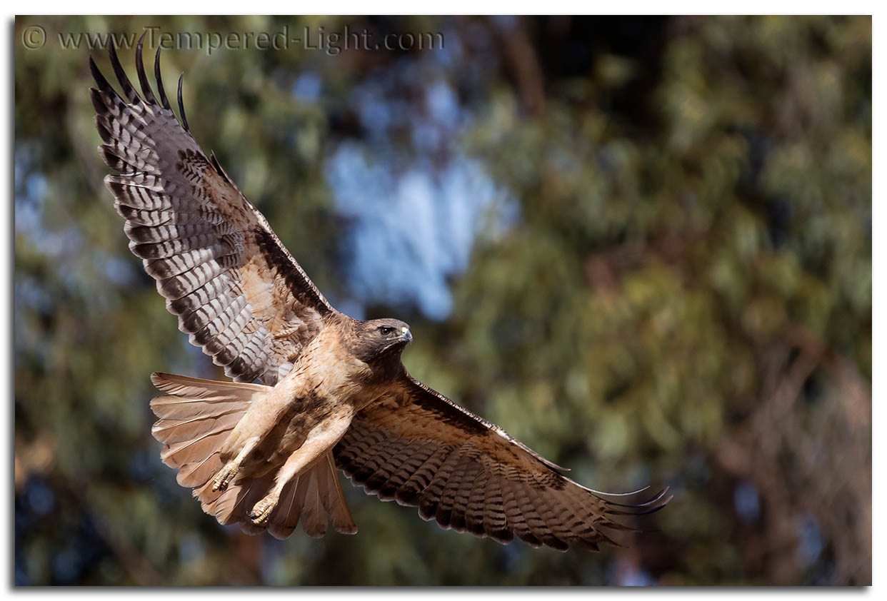 Red-Tailed Hawk