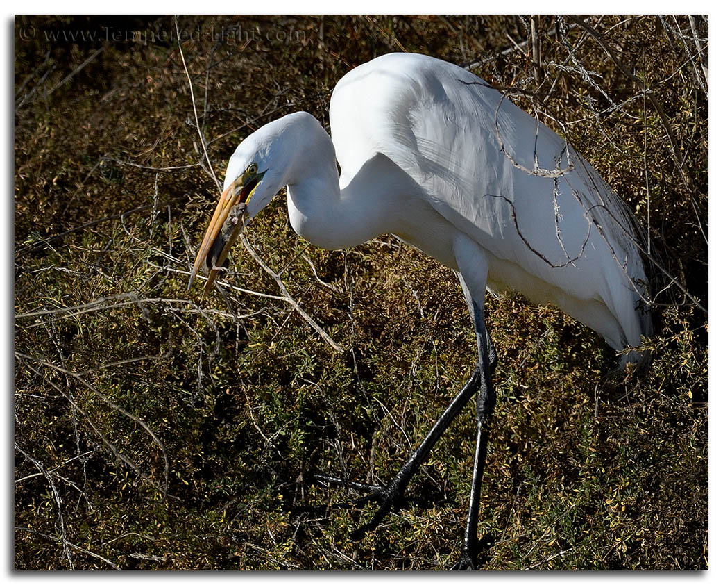 Great Egret Snacking on a Rodent