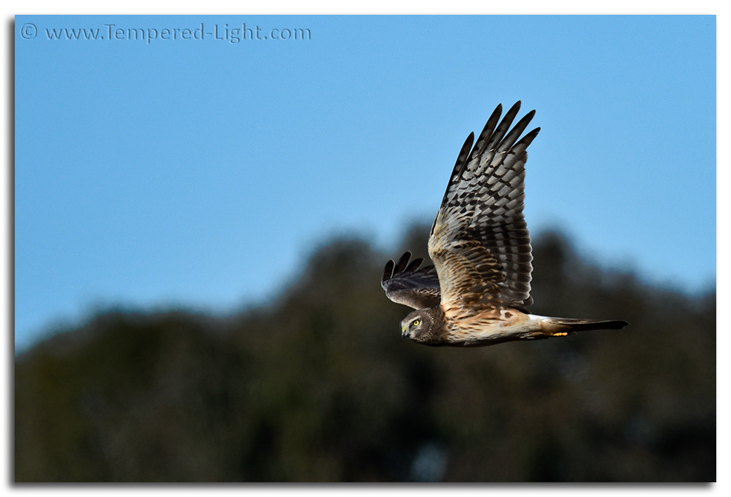 Northern Harrier