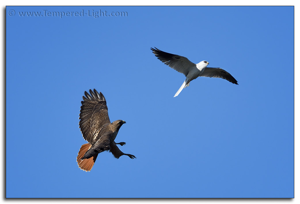 Red-Tailed Hawk chases a White-Tailed Kite
