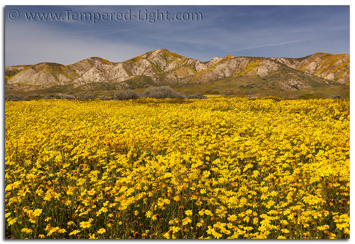 Wildflower Super Bloom