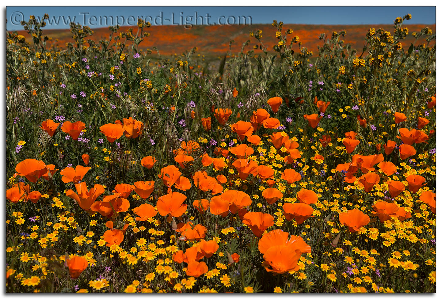 California Poppies