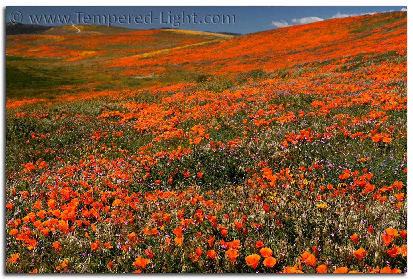 California Poppies