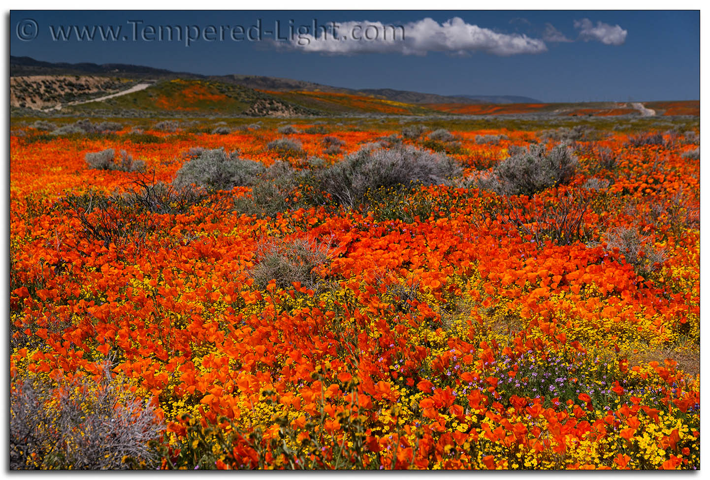 California Poppies