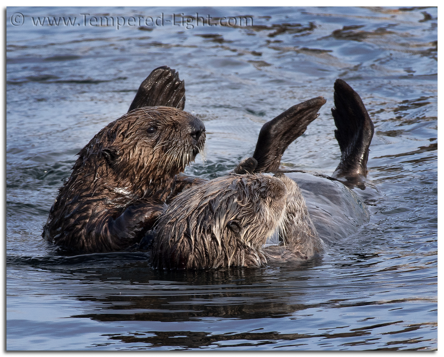 Sea Otters