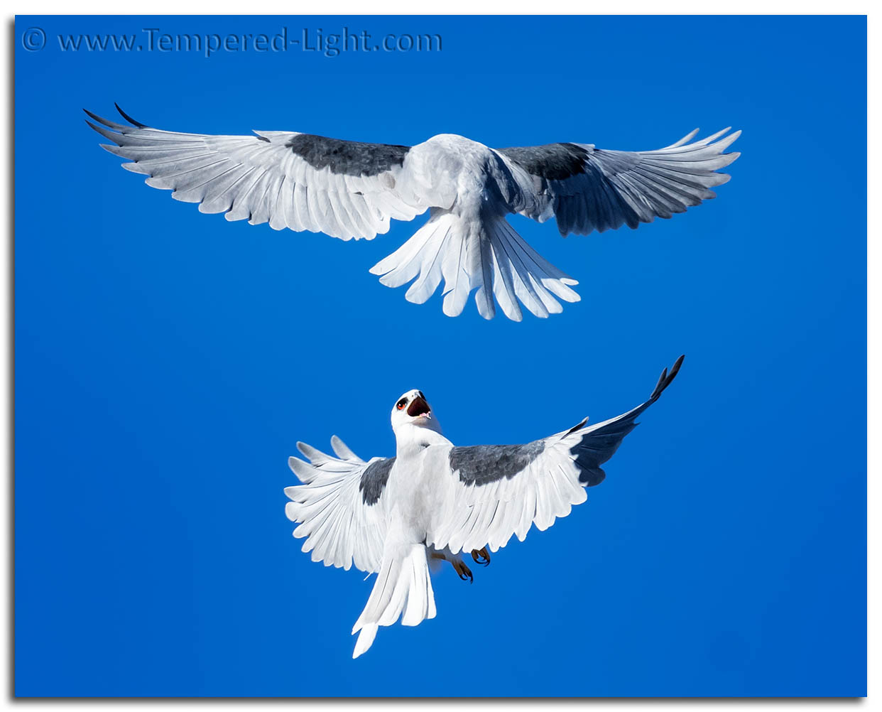 White-Tailed Kites