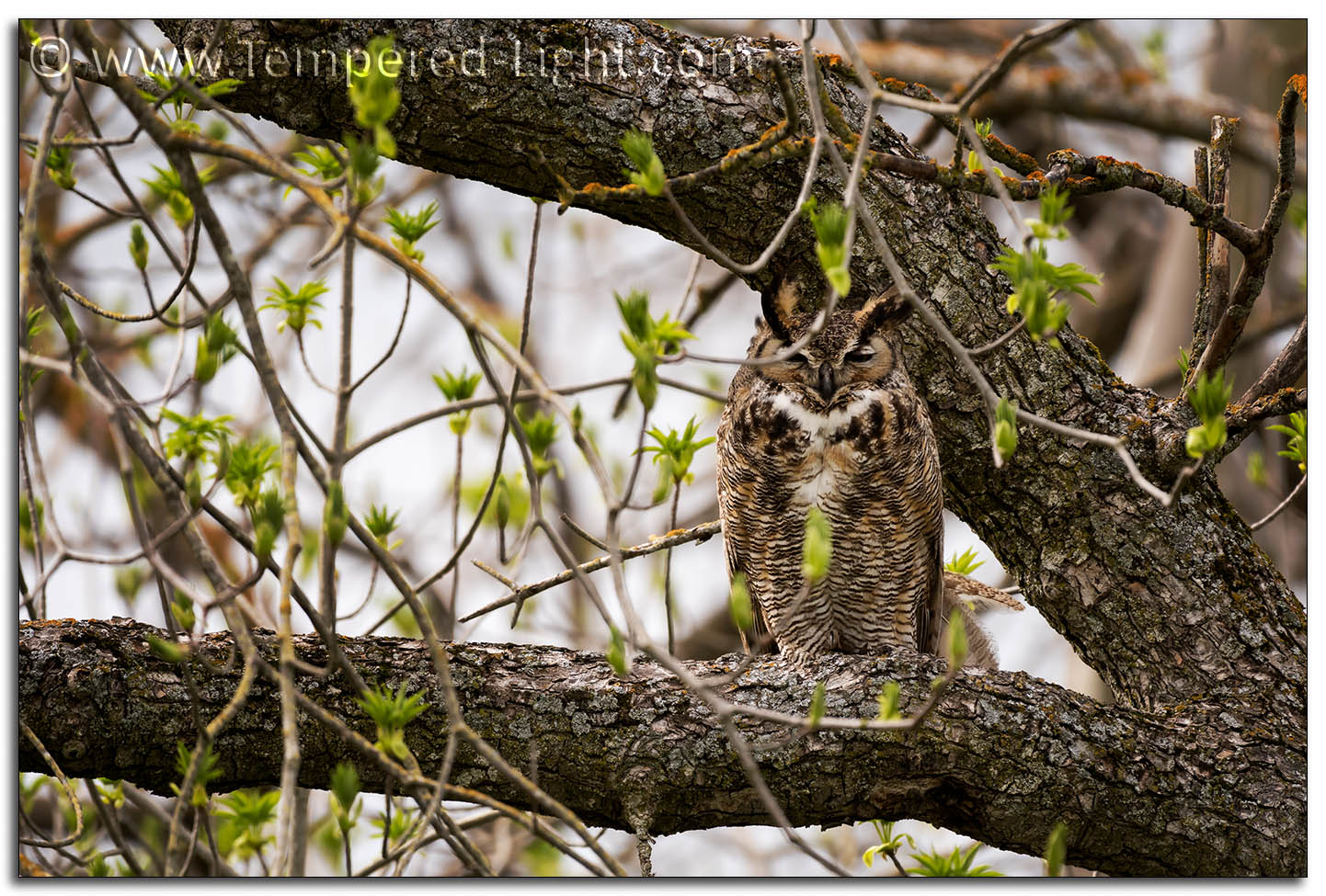 Great Horned Owl