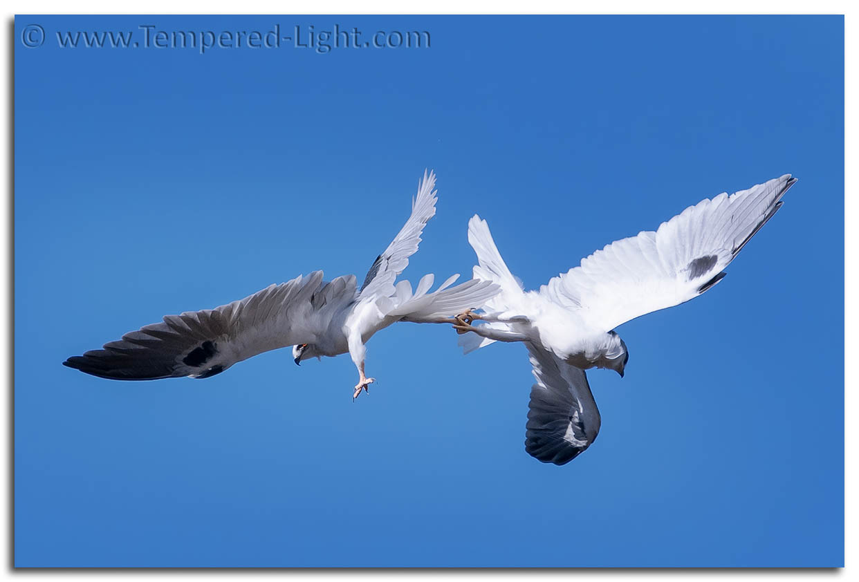 White-Tailed Kites