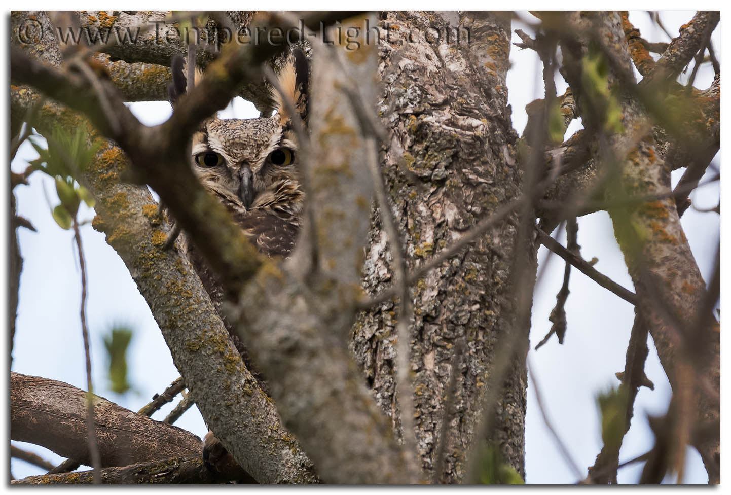 Great Horned Owl