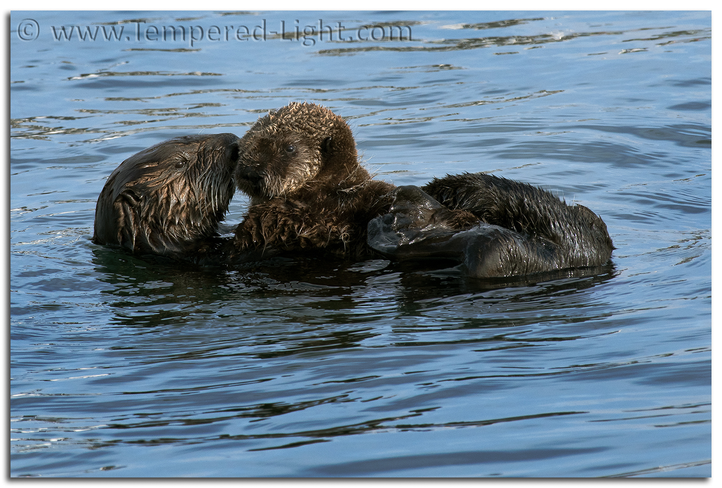 Sea Otters