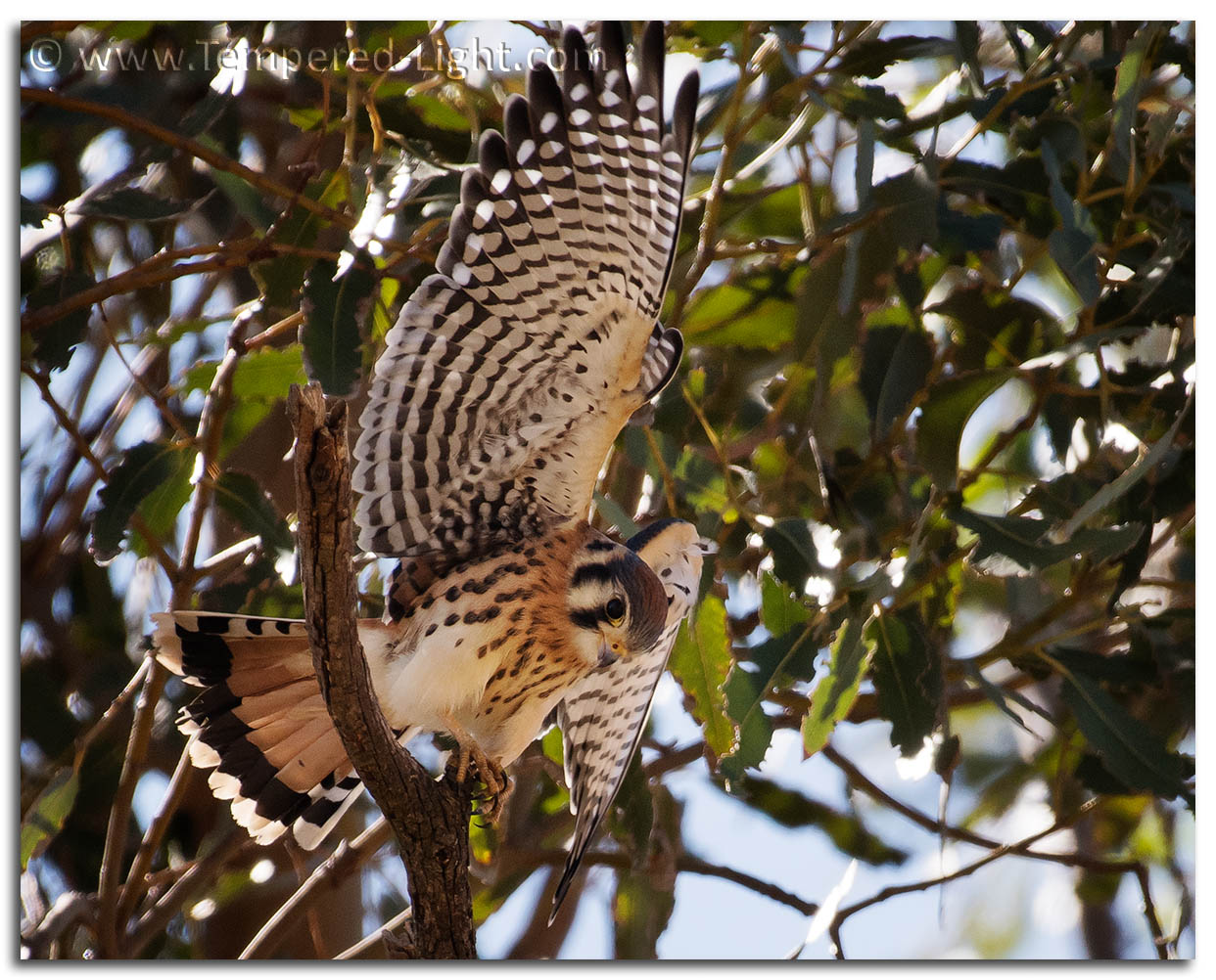 American Kestrel