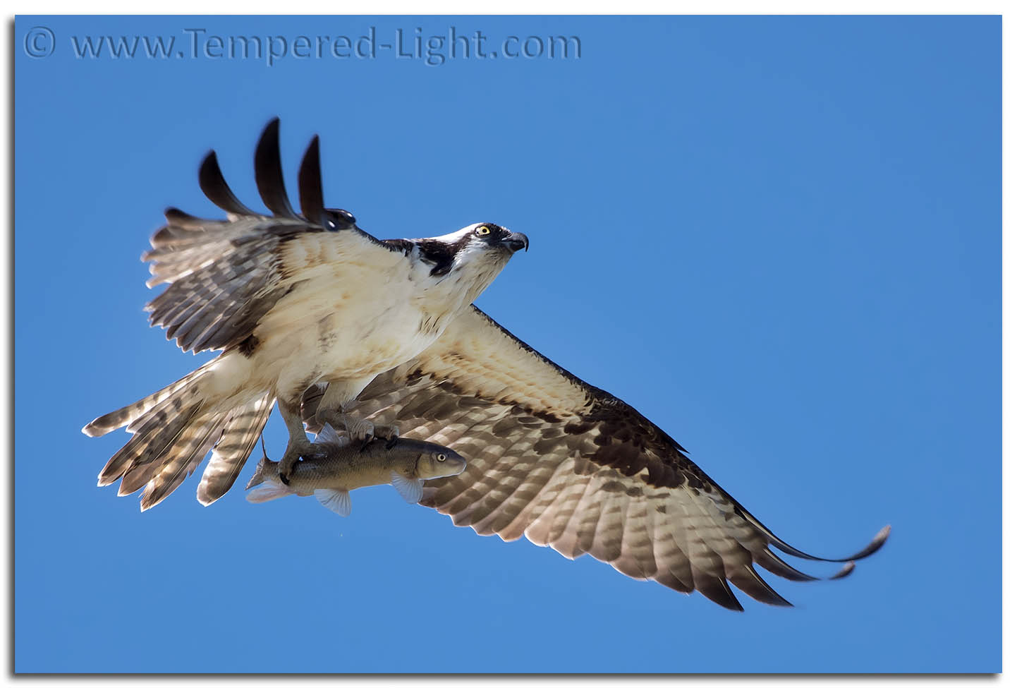 Osprey