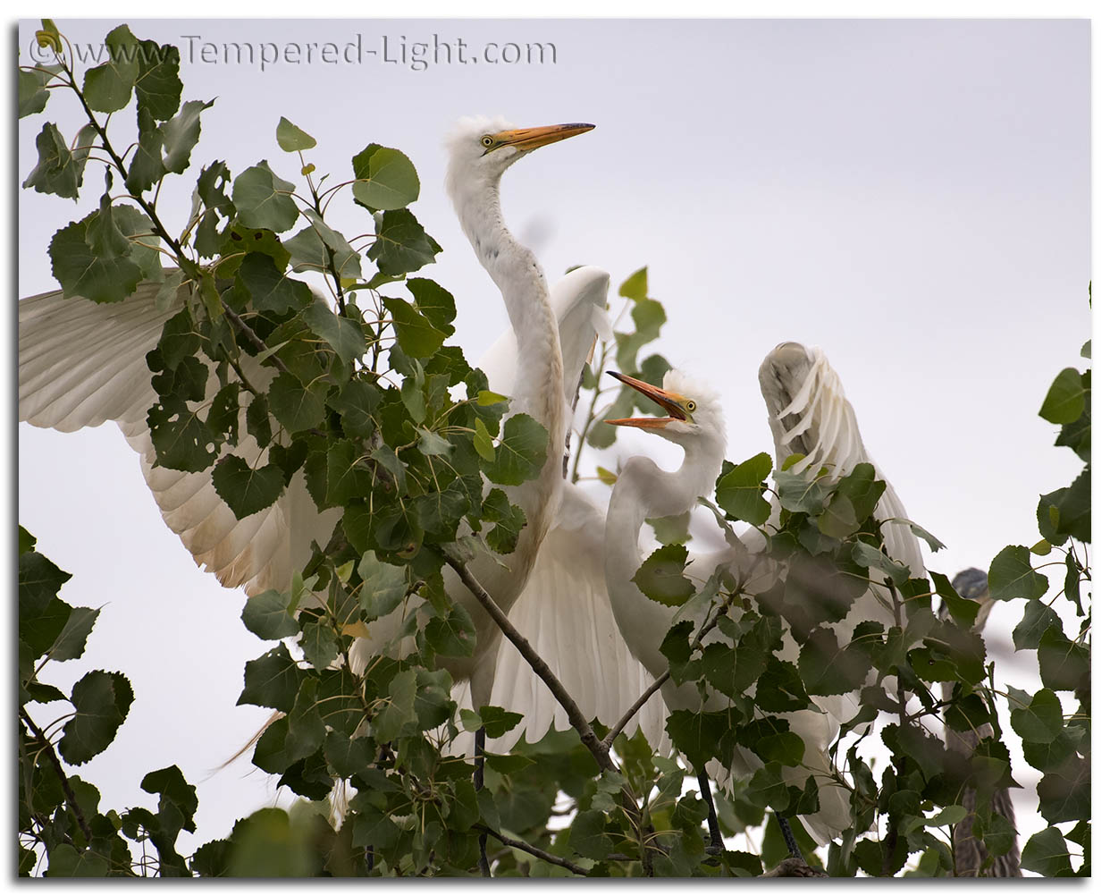 Egret Conflict