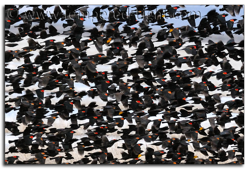 Red-Winged Blackbirds