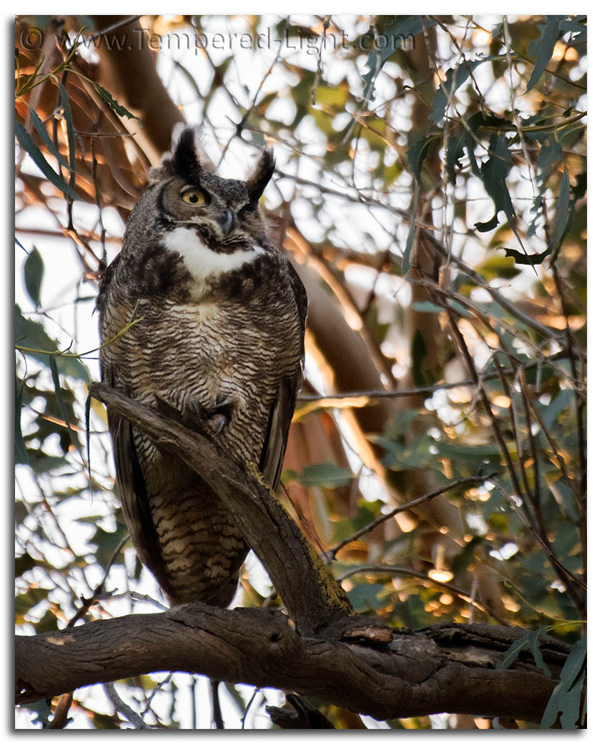 Great Horned Owl