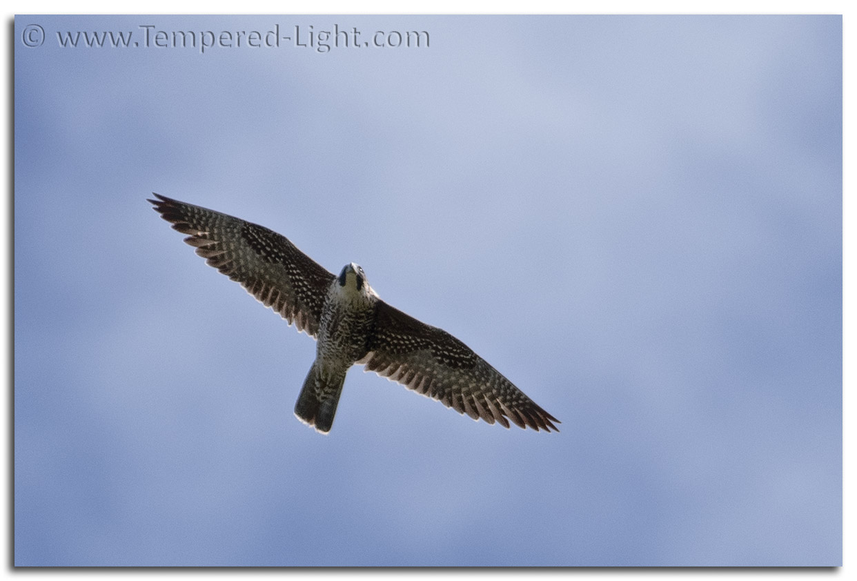 Peregrine Falcon