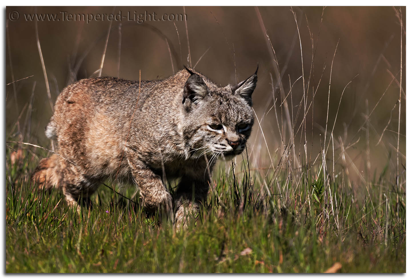 Bobcat