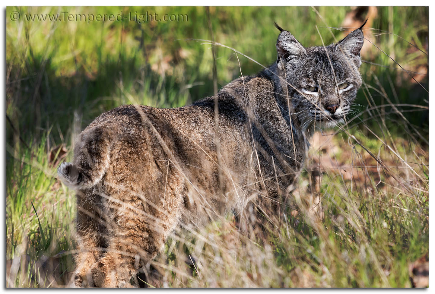 Bobcat