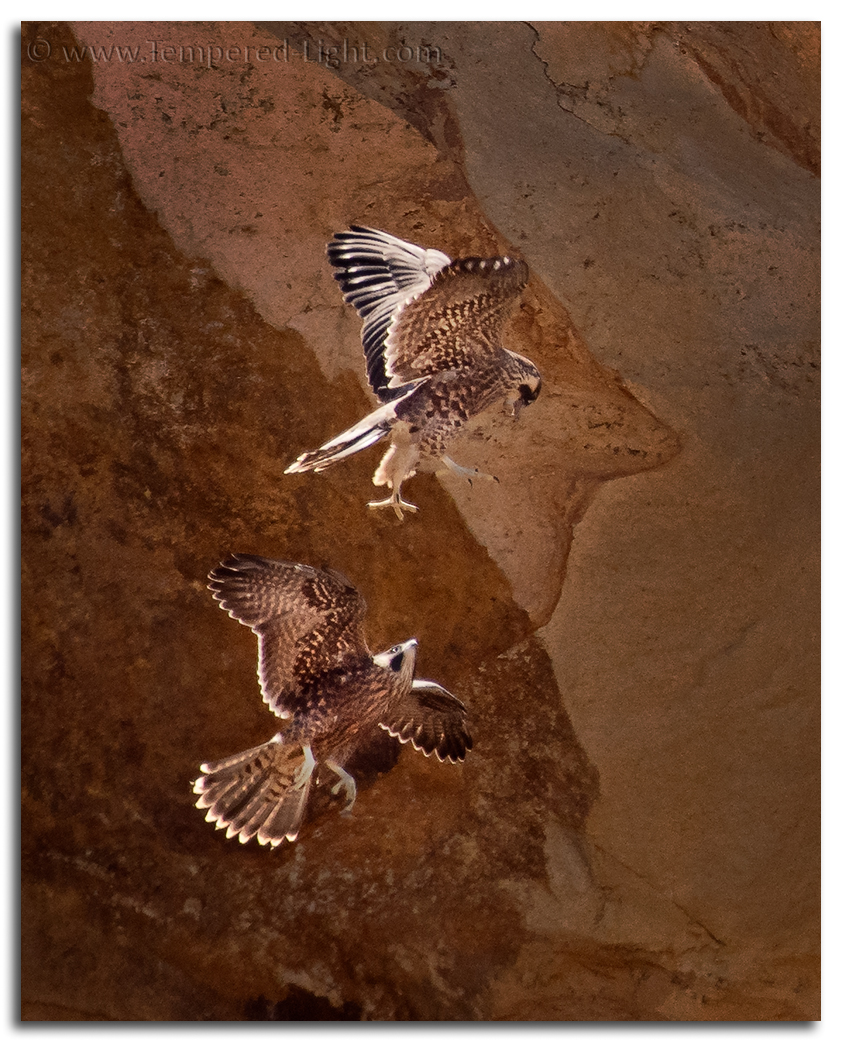 Peregrine Falcons