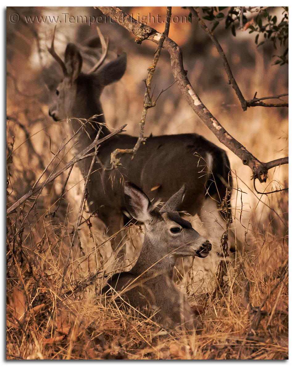 Mule Deer