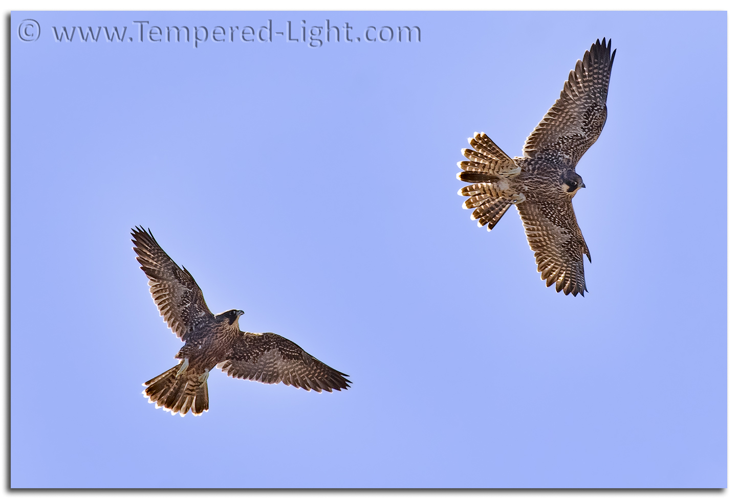Peregrine Falcons